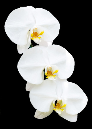 Orchids の写真素材
