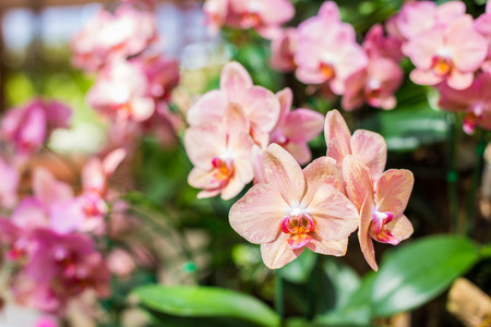 Orchids の写真素材