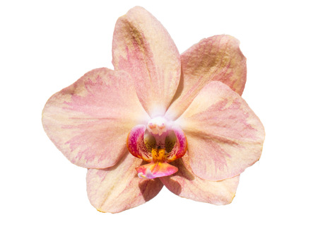 Orchids の写真素材
