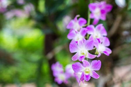 Orchids の写真素材