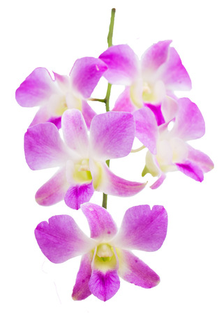 Orchids の写真素材