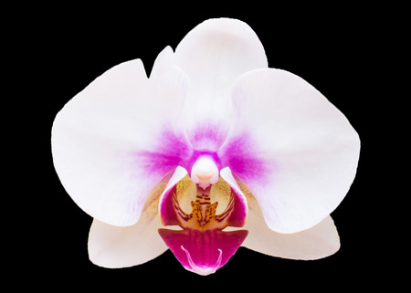Orchids の写真素材