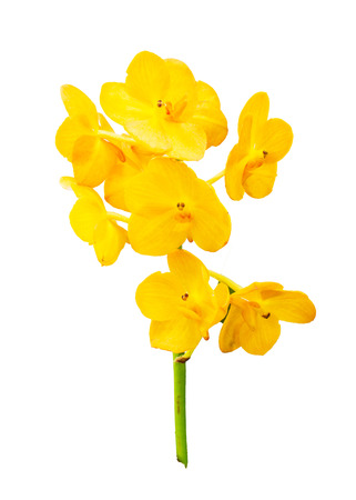 Orchids の写真素材