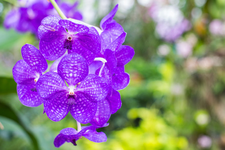 Orchids の写真素材