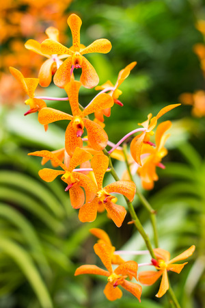 Orchids の写真素材