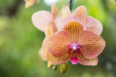 Orchids の写真素材
