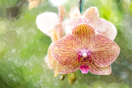 orchids water color effect の写真素材