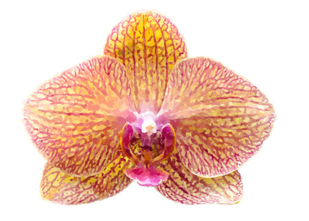 orchids water color effect の写真素材