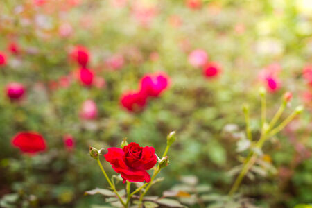 rose の写真素材