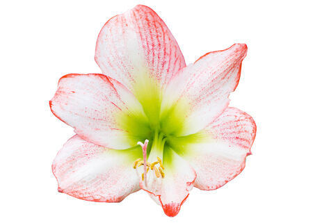 Hippeastrum johnsonii flowers isolate on white の写真素材
