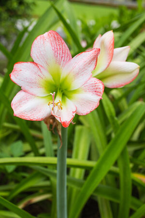Hippeastrum johnsonii flowers の写真素材