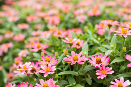 pink flowers の写真素材