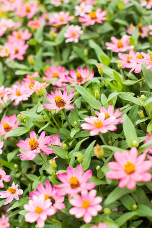 pink flowers の写真素材
