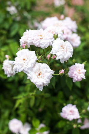 Shrub with white, yellow flowers  Rosa Malvern Hills  の写真素材