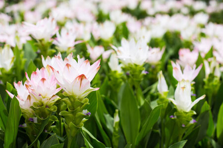 Photo of Curcuma alismatifolia blossom in Thailand の写真素材