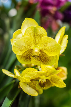Beautiful colorful flower Orchid, phalaenopsis.の写真素材
