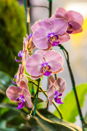 blooming twig of stripped violet orchid (phalaenopsis).の写真素材
