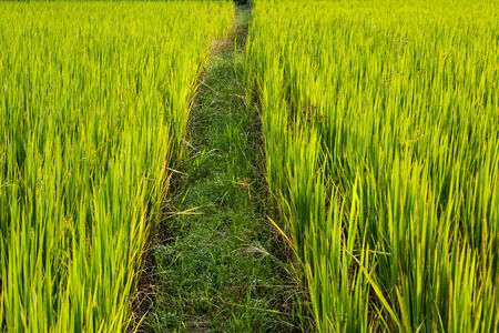 Asian landscape with ricefield.の写真素材