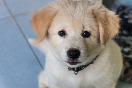 Thai dogの写真素材