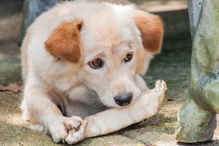 Thai dogの写真素材