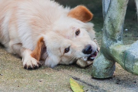 Thai dogの写真素材