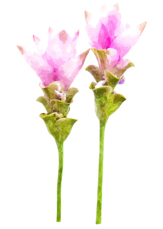 Photo of Curcuma alismatifolia blossom in Thailand water color effect.の写真素材
