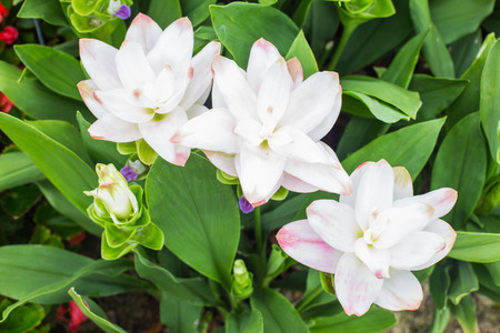 Photo of Curcuma alismatifolia blossom in Thailand.の写真素材