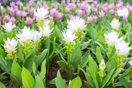 Photo of Curcuma alismatifolia blossom in Thailand.の写真素材