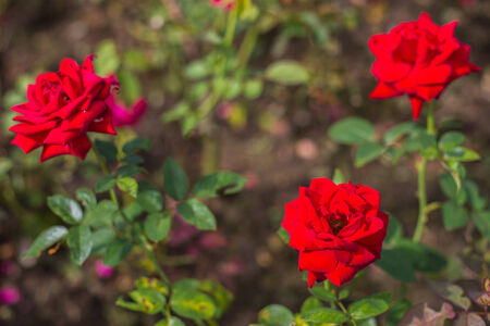 rose.の写真素材