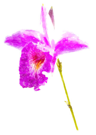wild orchid flower water color effect.の写真素材