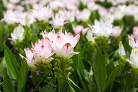 Photo of Curcuma alismatifolia blossom in Thailand.の写真素材