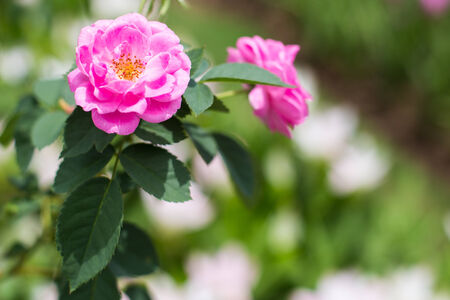 Pink roses.の写真素材