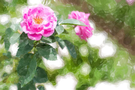 rose flower water color effect.の写真素材