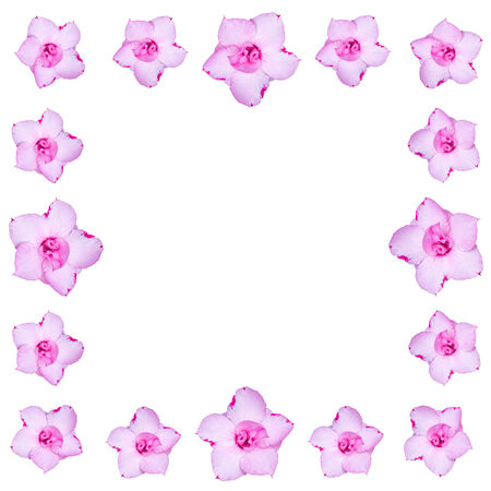 frangipani flower Background with Space for Text.の写真素材