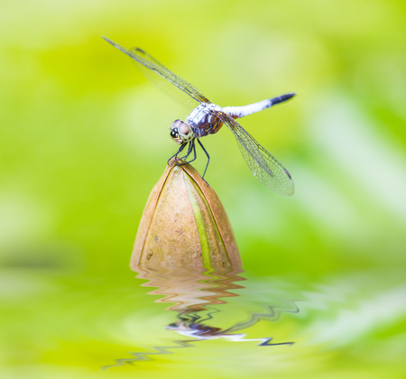 close up of a happy looking dragonfly resting on a flower bud .の写真素材