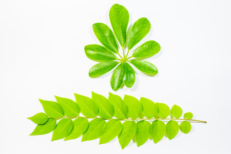 leaf on white background.の写真素材