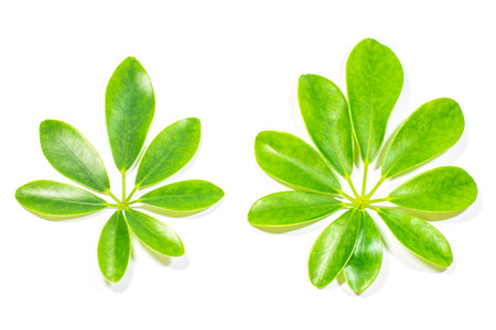leaf on white background.の写真素材