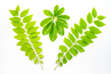 leaf on white background.の写真素材