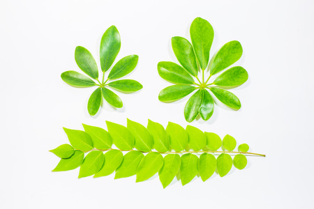 leaf on white background.の写真素材