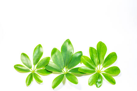 leaf on white background.の写真素材