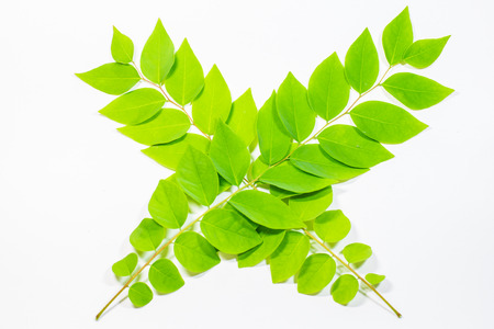 leaf on white background.の写真素材
