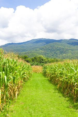 Green corn field.の写真素材