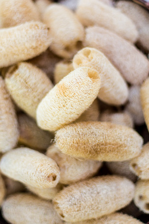 Dried Luffa (Loofah). Full frame detail of dried loofah.の写真素材