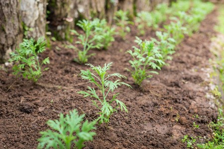 vegetable garden selective focus.の写真素材