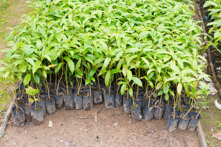 young plant in the nursery.の写真素材