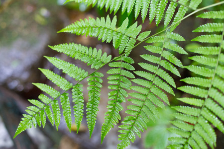 Fern leaf with water drops close-up.の写真素材