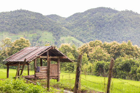 Green Terraced Rice Field in Chiangmai, Thailand.の写真素材