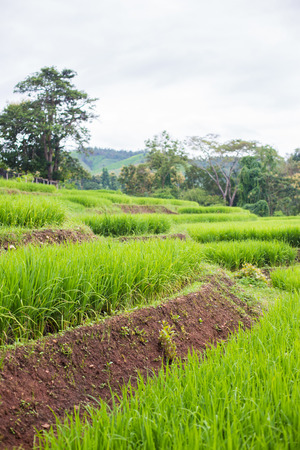 Green Terraced Rice Field in Chiangmai, Thailand.の写真素材