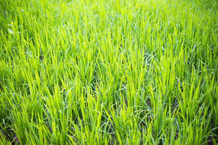 Green Terraced Rice Field in Chiangmai, Thailand.の写真素材