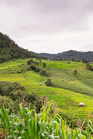 Green Terraced Rice Field in Chiangmai, Thailand.の写真素材